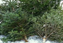 Южноуральцы смогут экологично утилизировать новогодние елки