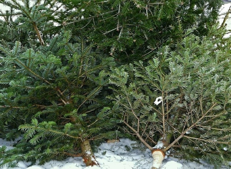 Южноуральцы смогут экологично утилизировать новогодние елки