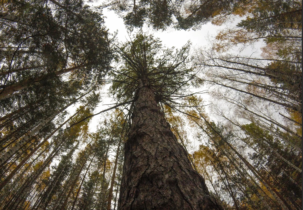 Карагайская лиственница - одна из претендентов на звание главного дерева страны