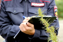 Житель Копейска незаконно приобрел – сорвал дикорастущее растение, относящиеся к наркотическому средству 