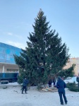 В Копейск приехала лесная красавица – новогодняя елка!