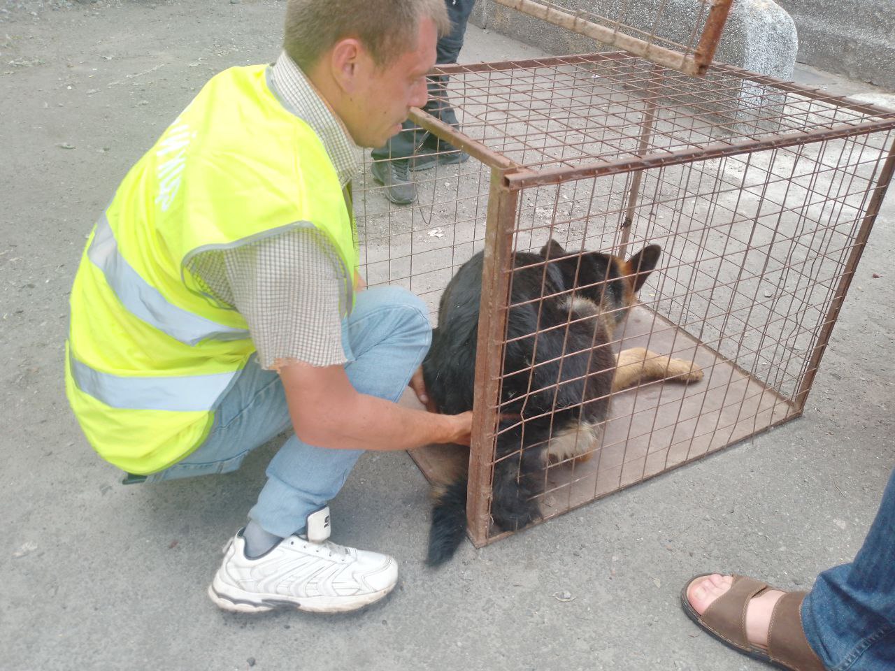 В Копейске продолжается отлов бездомных животных | 20.06.2024 | Копейск -  БезФормата