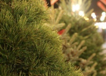 Семьи мобилизованных копейчан получают к Новому году в подарок живые елки