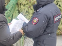Полицейские Копейска провели рейд по елочным базарам
