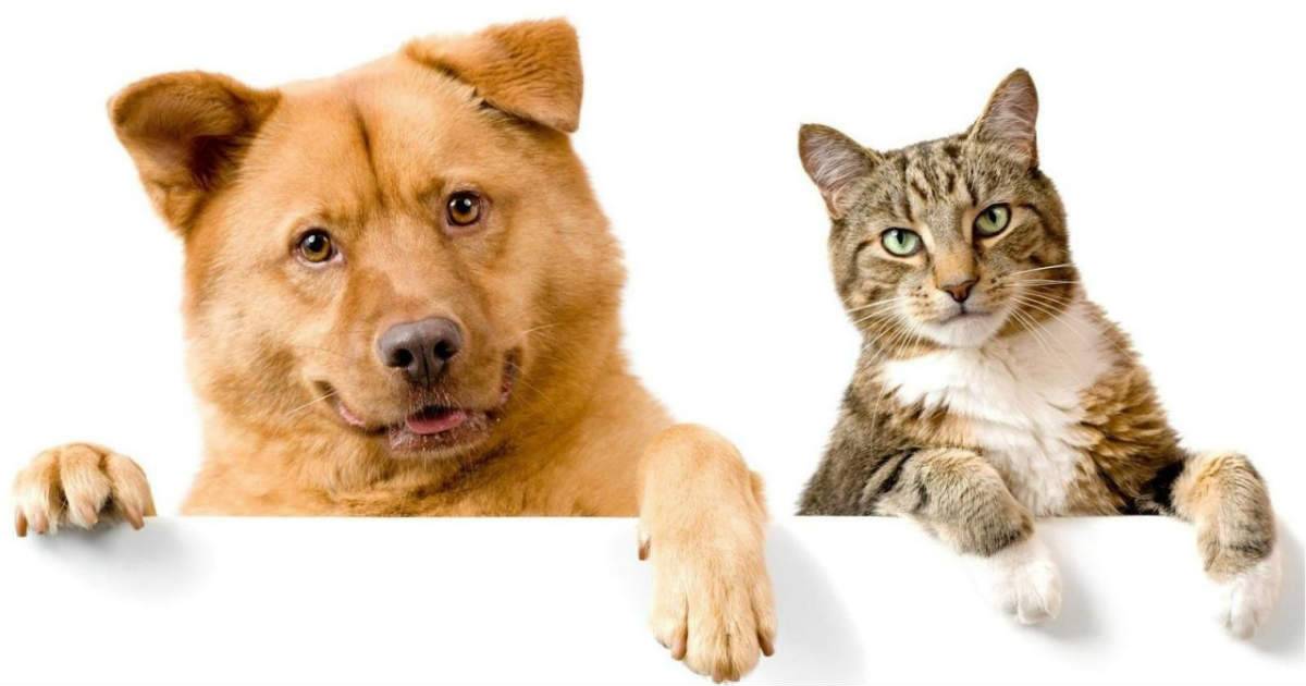 Памятка по содержанию собак и кошек в Копейском городском округе