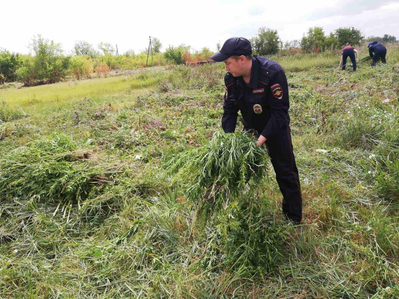 Сотрудниками Отдела МВД России по городу Копейску уничтожено четыре очага дикорастущей конопли
