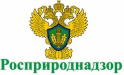 Жюри международной премии «Экология - дело каждого» возглавила Виктория Абрамченко